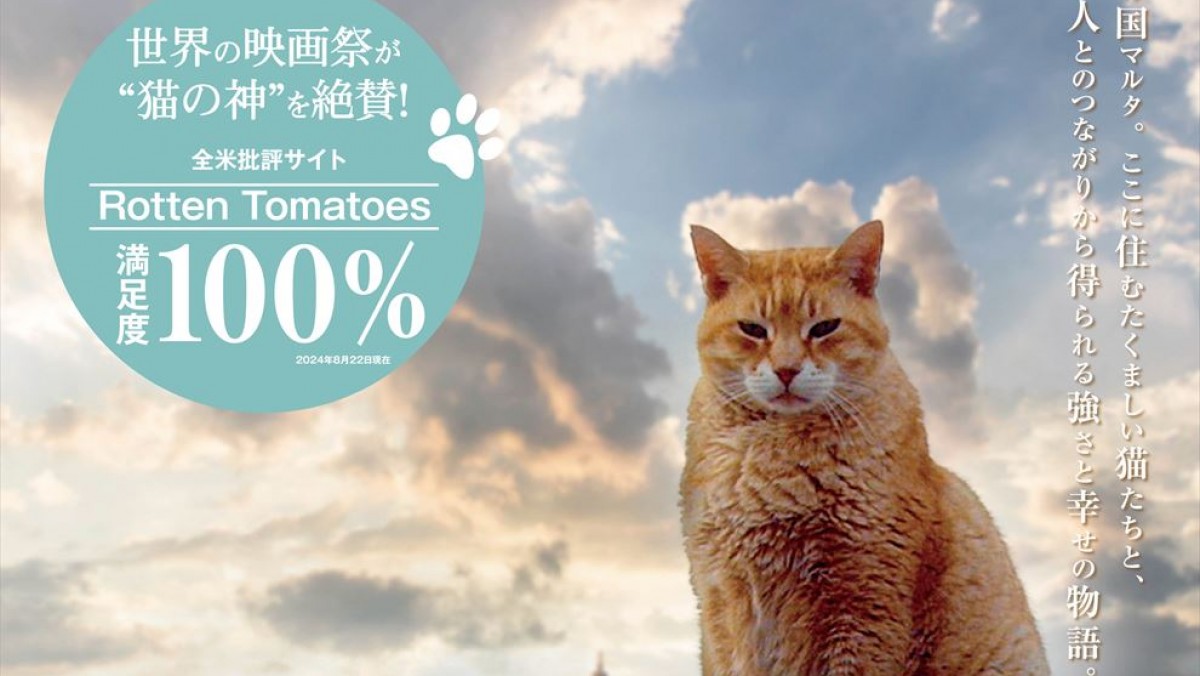 野良猫100万匹！ マルタ共和国に迫ったドキュメンタリー映画『ねこしま』来年1.10公開決定＆予告編解禁