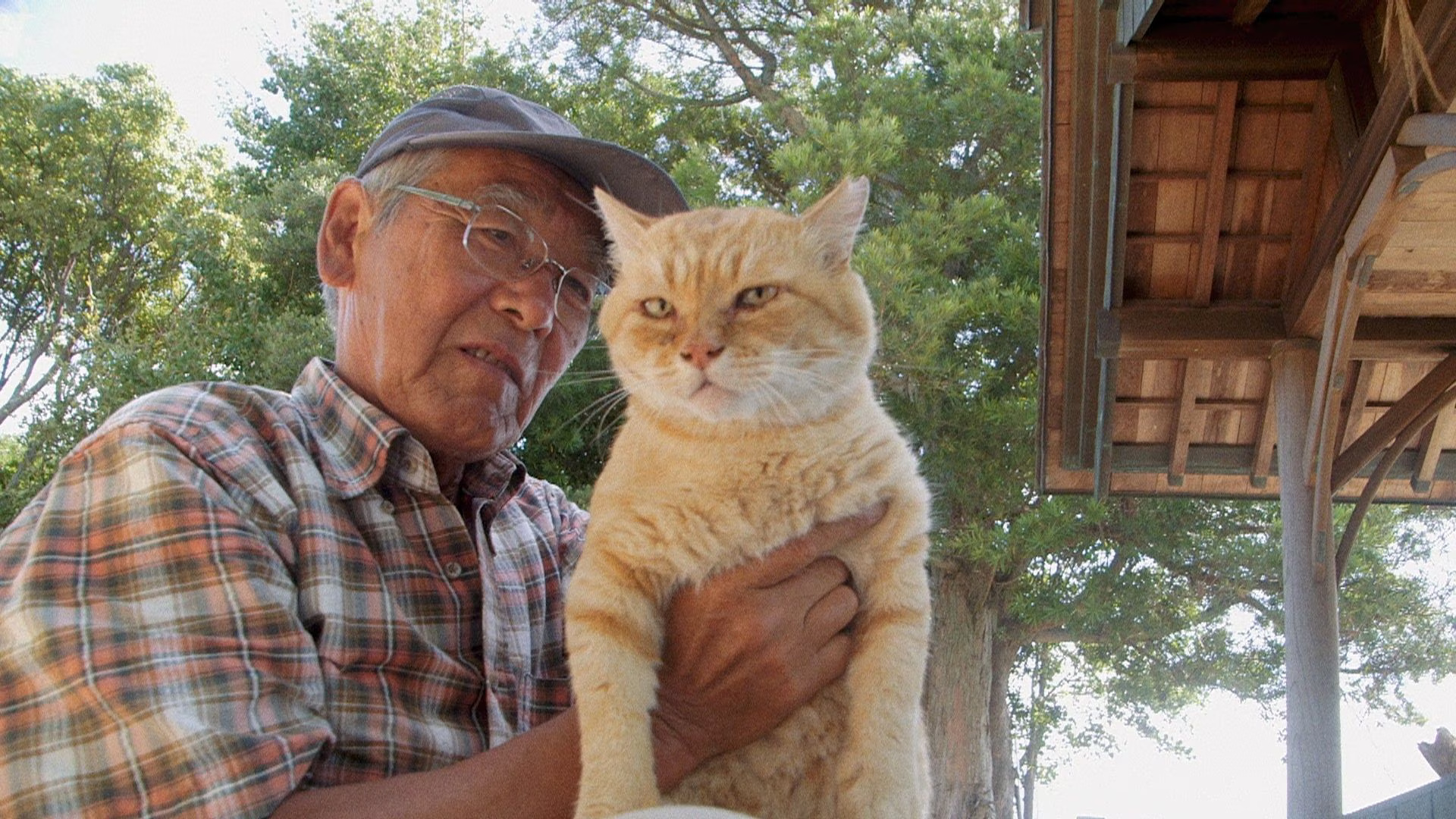 岡山の鄙びた港町での営み、“猫神社”に集うノラネコたちと人々のほっこりドキュメンタリー、映画『五香宮の猫』