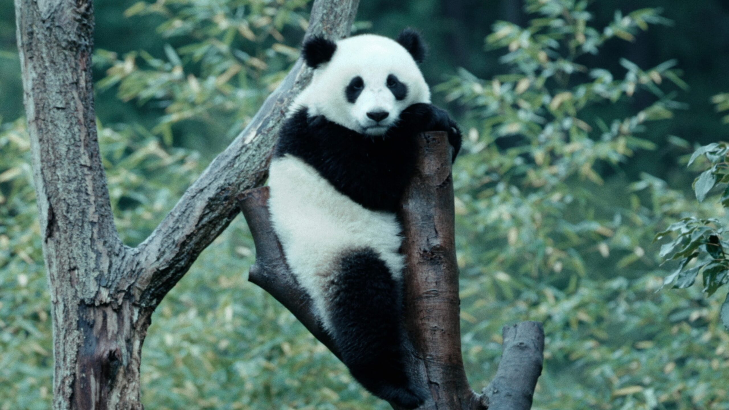 ＊＊パンダ＊＊ パンダの一生に迫るドキュメンタリー『パンダのすごい世界』2026.2.6