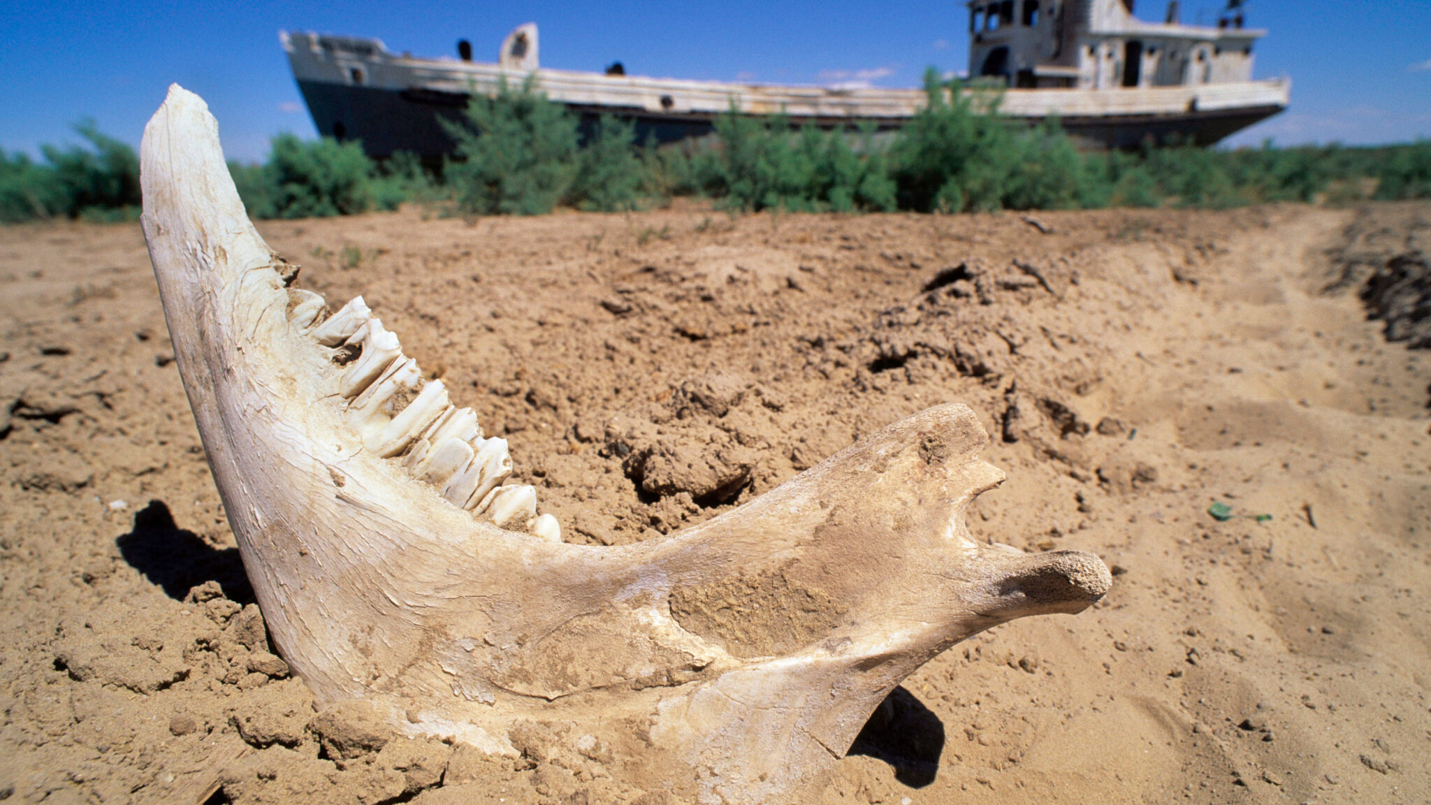 ナショナル ジオグラフィック、孤島の謎に迫る探索ドキュメントや全米空港の攻防、ビッグ・キャット特集ほか、2月の注目ラインナップを紹介!